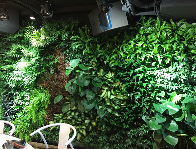 植物墙工程案例  植物墙